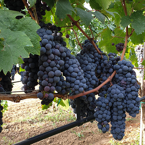 VITIGNO PRIMITIVO