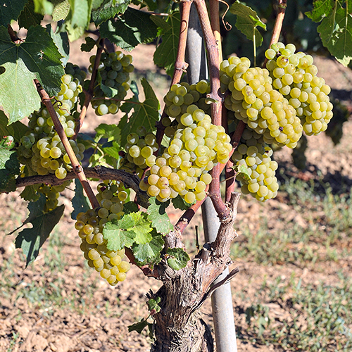 VITIGNO CHARDONNAY