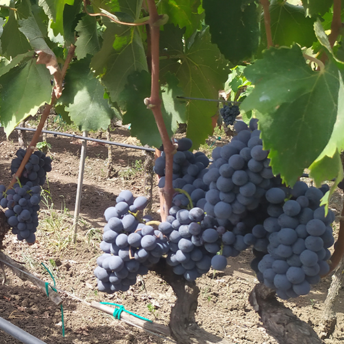 VITIGNO NEGROAMARO