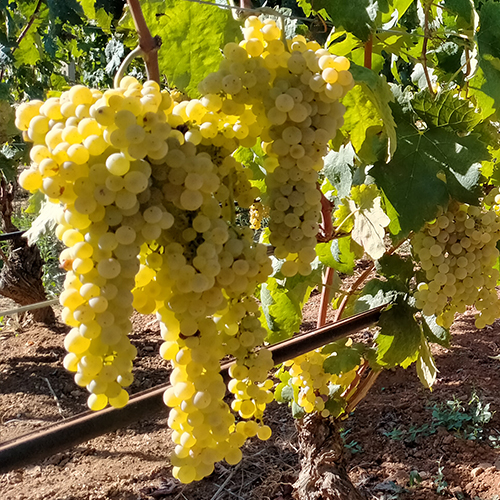 VITIGNO TREBBIANO