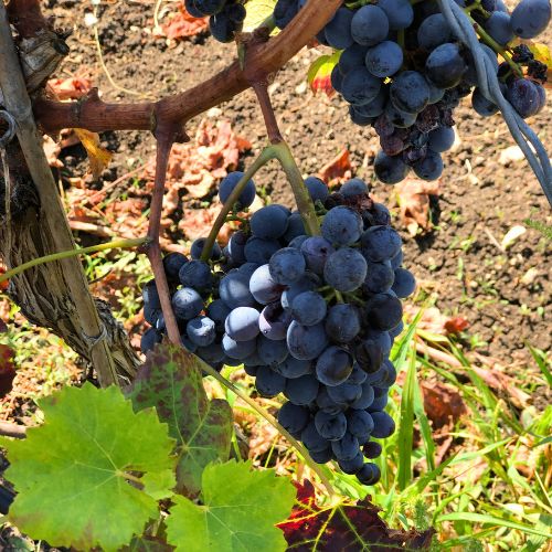 Spumante rosé Nero d’Avola