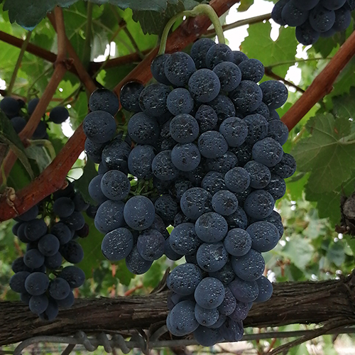 VITIGNO SYRAH