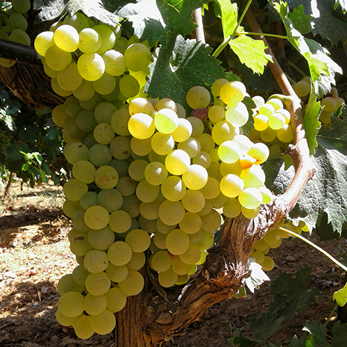 VITIGNO VERMENTINO