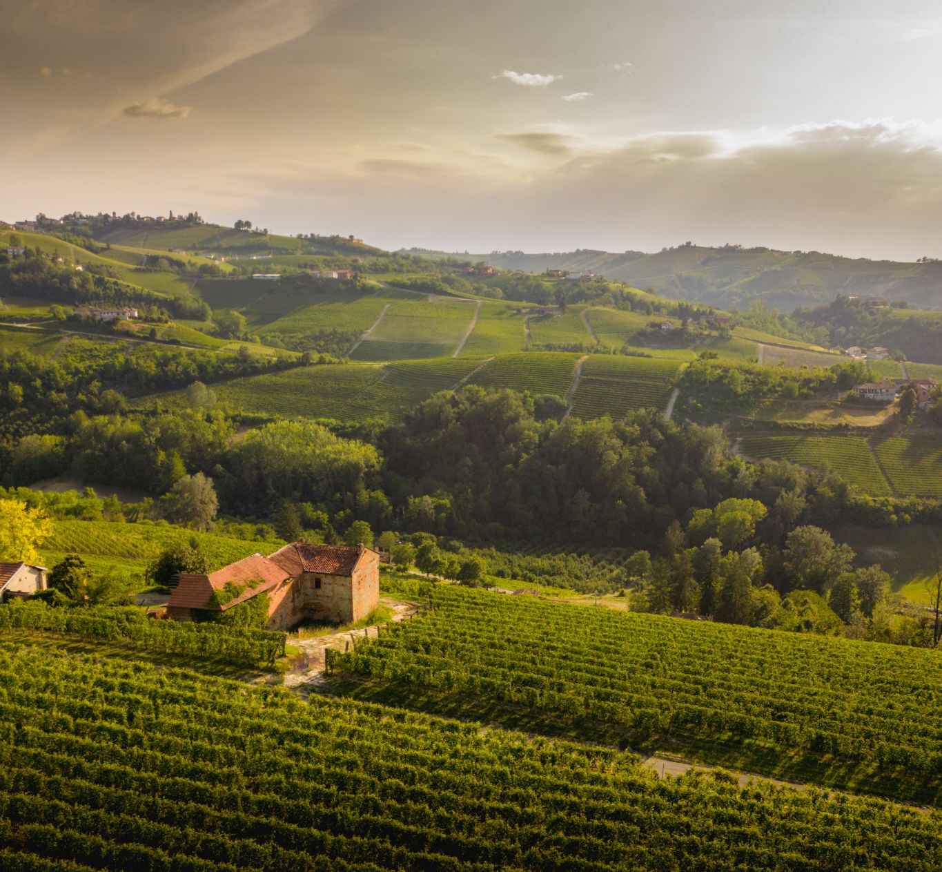 Briccodoro Langhe DOC Arneis