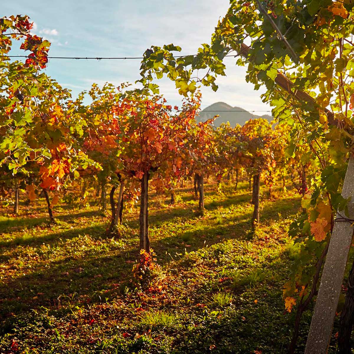 Il paesaggio della Franciacorta