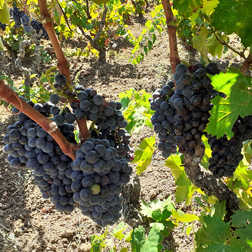 VITIGNO MALVASIA NERA DI LECCE