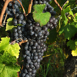 Esperienza Nebbiolo