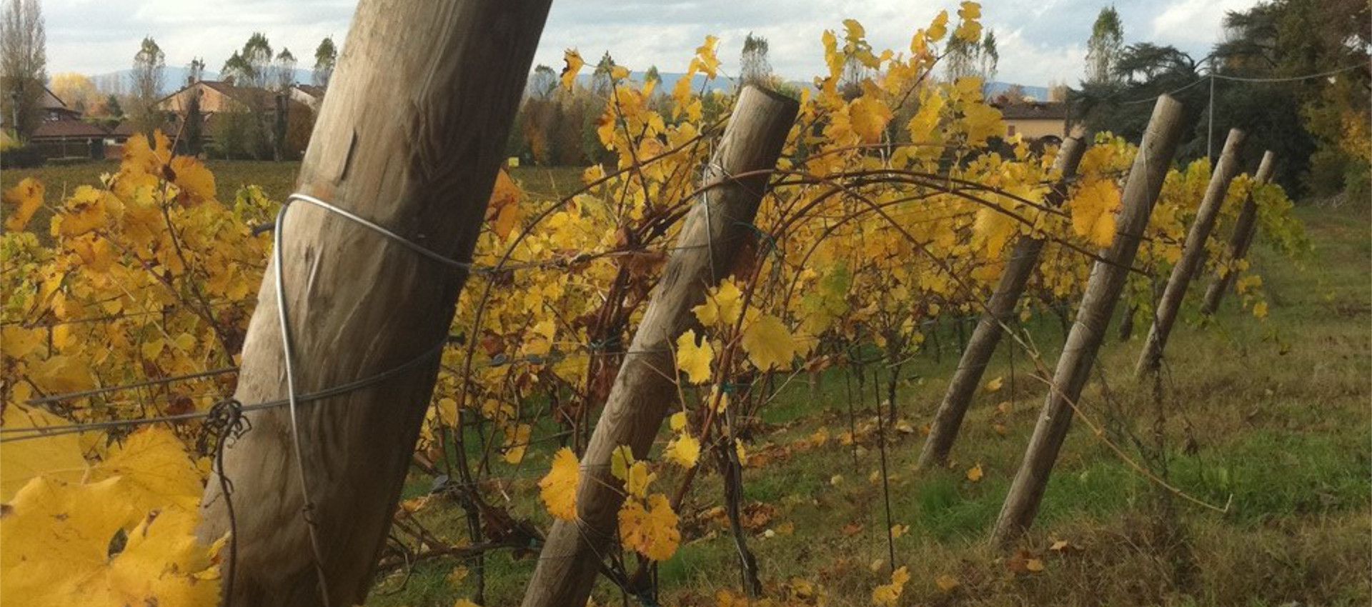 Rolandino pinot bianco colli euganei doc