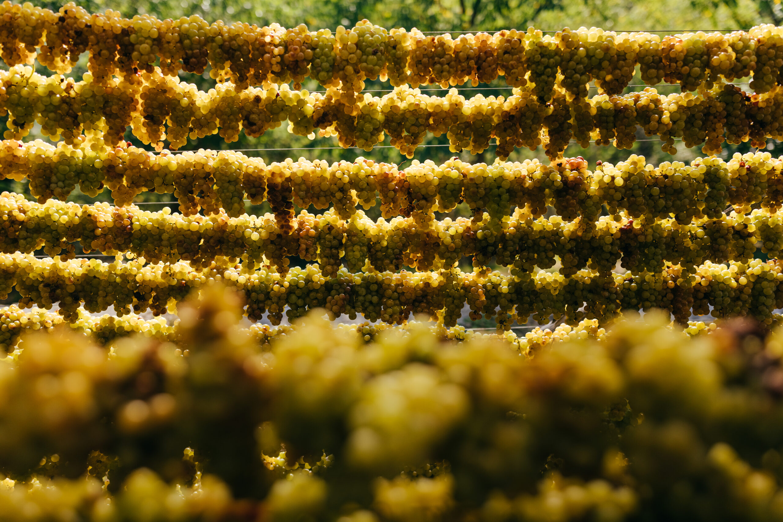 MURAY Moscato d'Asti DOCG